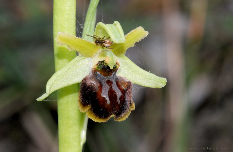 Orchidee del Chianti - Ophrys sphegodes e altre...